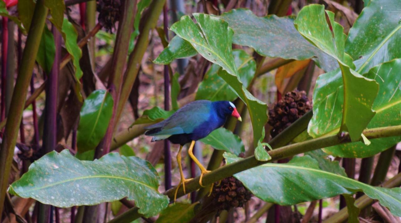 Hotel Rio Celeste Finca L' Etoile Celeste El Achiote ภายนอก รูปภาพ